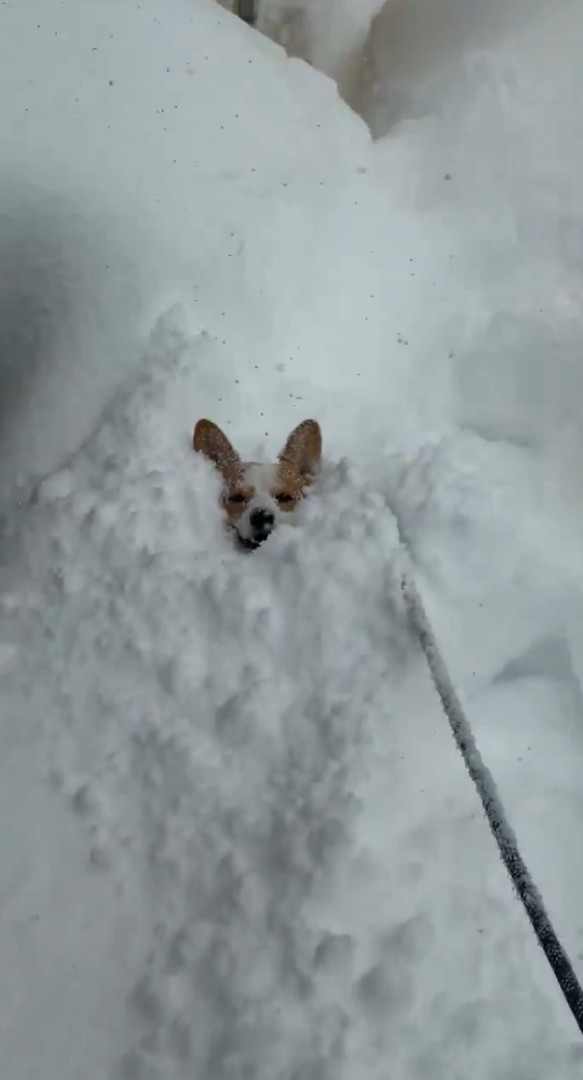 すっぽり（画像提供：きなこ @ 北海道コーギーさん）
