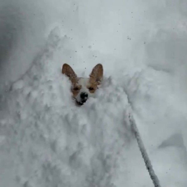 すっぽり（画像提供：きなこ @ 北海道コーギーさん）