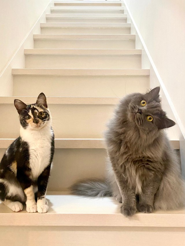 やっぱりカックン＝さとう＠猫ぼっこさん（@necobokko）提供