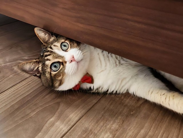 かくれんぼも大得意