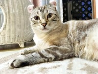 きょとん顔が愛らしいつくねくん（画像提供：べじたりあん。さん）