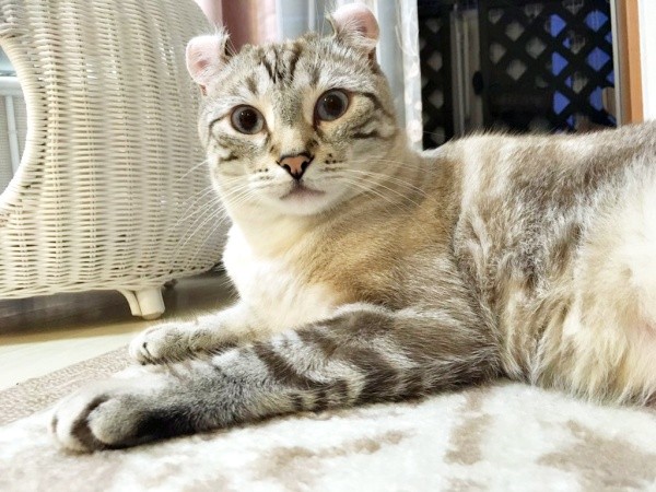 きょとん顔が愛らしいつくねくん（画像提供：べじたりあん。さん）