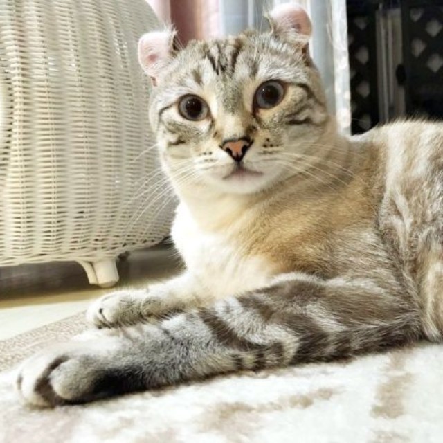 きょとん顔が愛らしいつくねくん（画像提供：べじたりあん。さん）