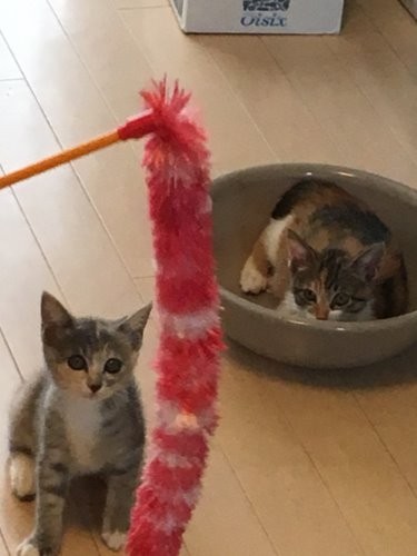 遊ぶ時もいつも一緒