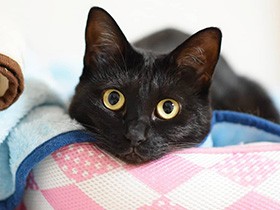 妹猫がお空へ　悲しむ飼い主を慰めた、黒猫「くろか」　もっと幸せになろうね　　