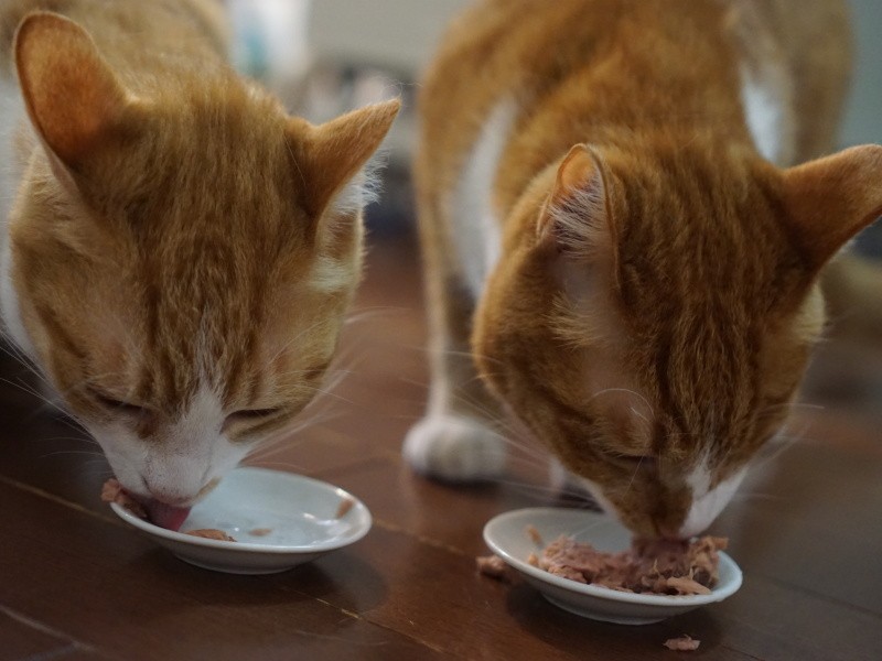 もぐもぐタイム「兄ちゃんおいしいにゃ」「うん」