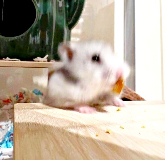 後方に…ズルッと！ 驚くまろちゃん（画像提供：まろとsaeさん）