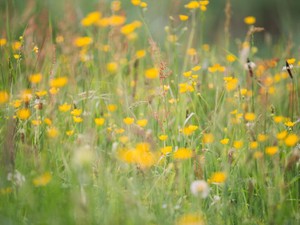 「恋人に花の名前を教えて」。母の教えを守ったら、秋が地獄になった