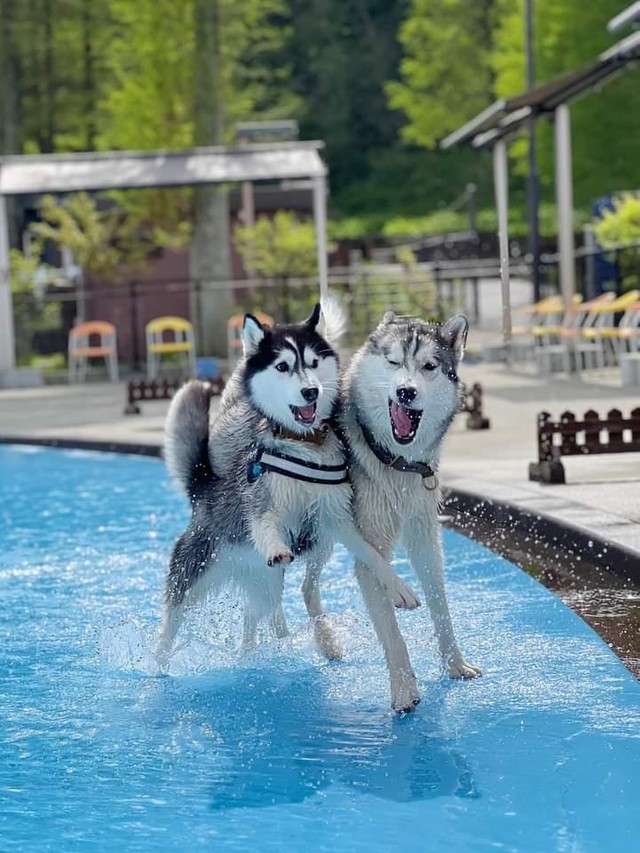 彗ちゃんと星凪くん「彗星カップル」（「シベリアンハスキーの星凪」さん提供）