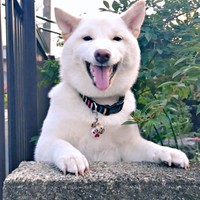 人懐こい米子ちゃん。多くの人を魅了しています（画像提供：白柴米子（こめこ）さん）