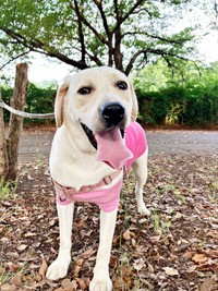 お散歩を楽しむるうちゃん。先代犬のお洋服はちょっと小さめでした（画像提供：がう2さん）