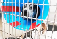 そしてポルカにがんがあることが発覚しました