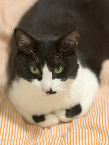 「香箱組むと前脚にタイヤが出るのが特徴なんだ」（小林写函撮影）
