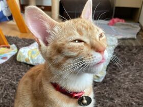 いい天気でまぶしい～　今日は何して遊ぼうかにゃ？茶トラ「ムギ」