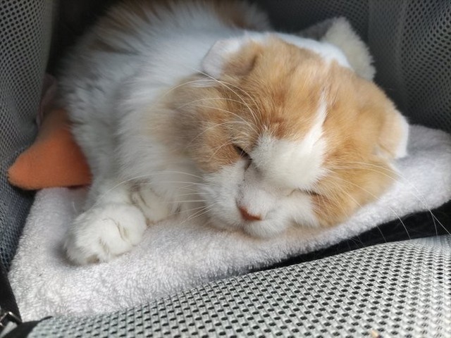 2回目の抗がん剤治療中