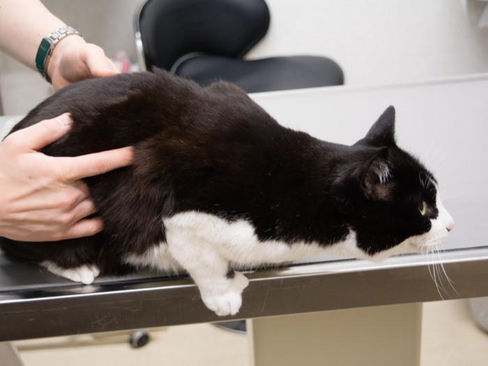 「そのへんに疲れがたまってる感じなんだな」（小林写函撮影）