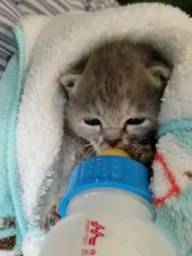 カフェには、赤ちゃんの頃から育てる子も