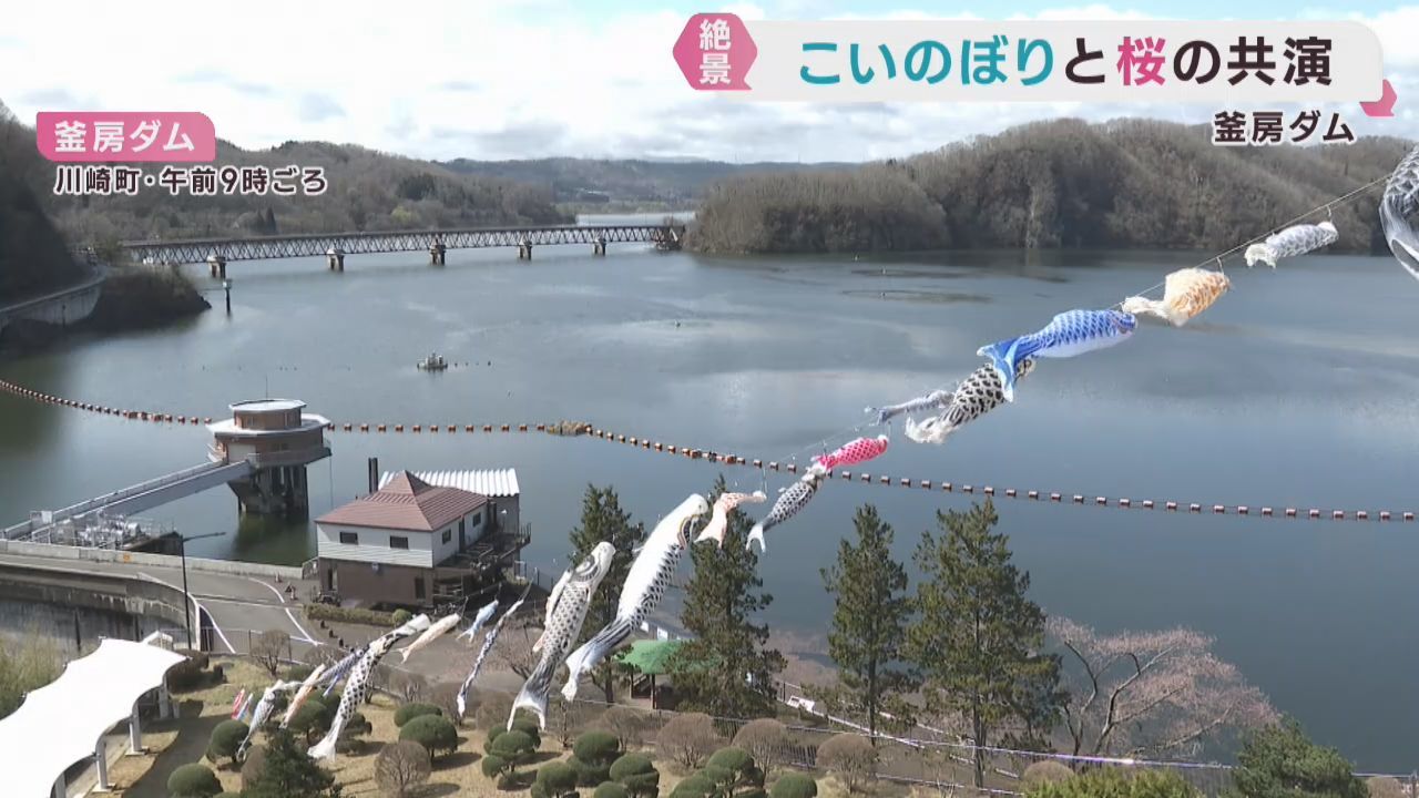 子どもを日を前に宮城・釜房ダムにこいのぼり　桜との共演が楽しめる