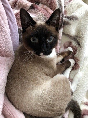 だんだん顔の色が濃くなっていきます（真弓さん提供）