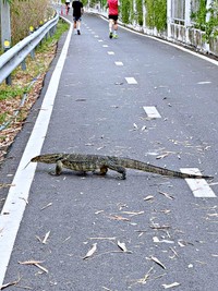 タイで遭遇したミズオオトカゲ。迫力ある姿に驚愕の声続出（画像提供：小野寺隼さん）