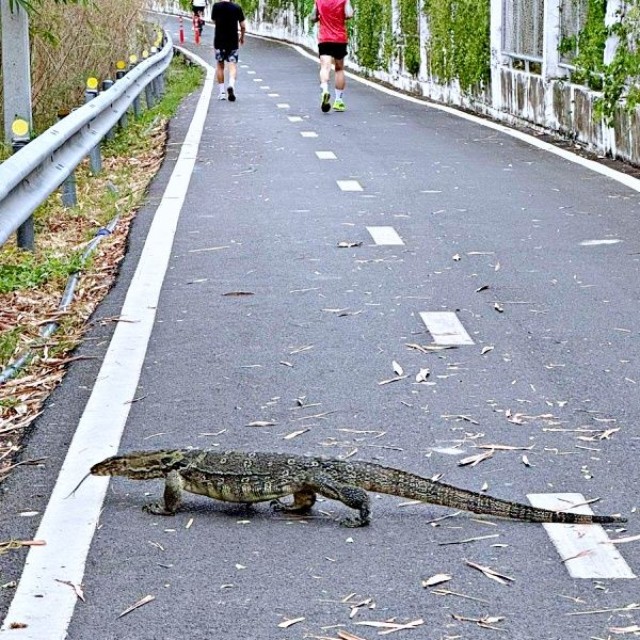 タイで遭遇したミズオオトカゲ。迫力ある姿に驚愕の声続出（画像提供：小野寺隼さん）