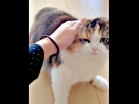 「お手はしない！」 なでなでされるこむぎちゃん（画像提供：夫と猫。嫁による観察日記さん）