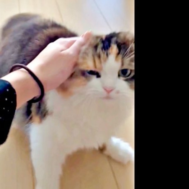 「お手はしない！」 なでなでされるこむぎちゃん（画像提供：夫と猫。嫁による観察日記さん）