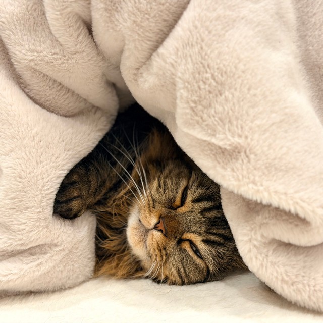 ぬくもりに包まれてウトウト…（画像提供：マンチカンのアーサーさん）