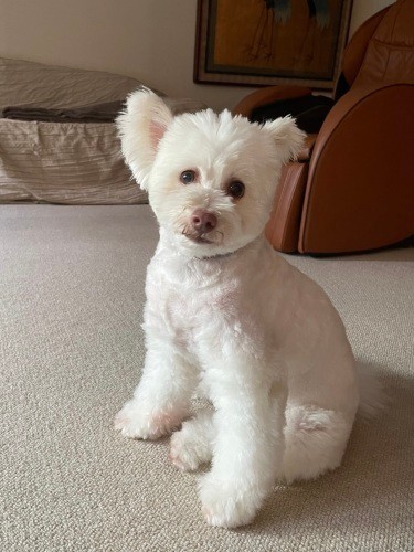 オスワリしていると、よりぬいぐるみっぽさが増す（井上菊さん提供）