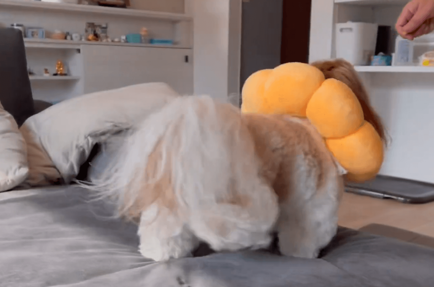 惜しもかわいいぽこ