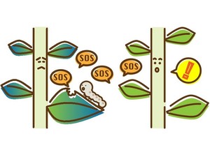 天敵から身を守れ　植物同士で交わされる「会話」　最新の研究でわかってきたこと