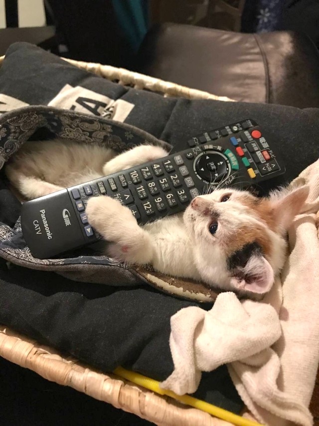 幼いころは知宏さんの帽子の中で、よくリモコンを抱えて寝ていたという（知宏さん提供）