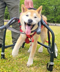 車椅子でお散歩へ…極上スマイルが愛らしいティーくん（画像提供：柴のティーさん）