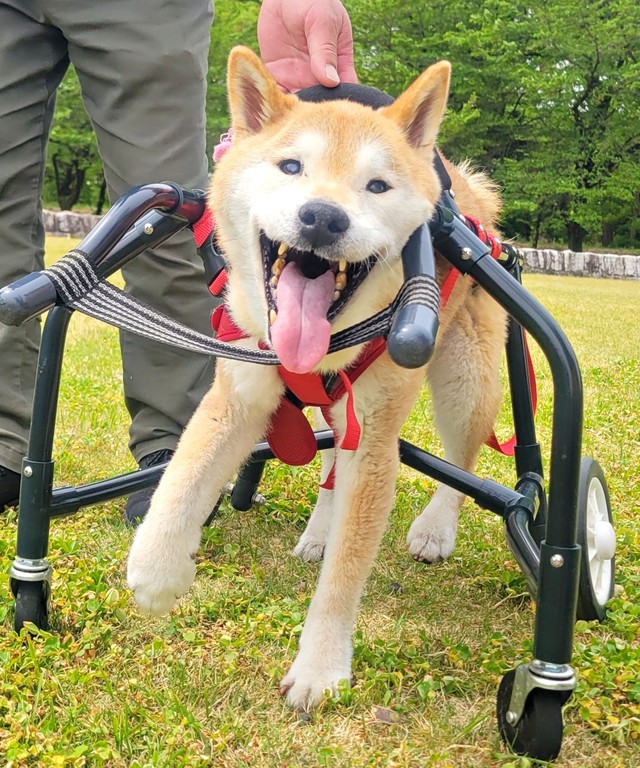 車椅子でお散歩へ…極上スマイルが愛らしいティーくん（画像提供：柴のティーさん）