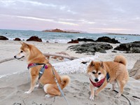 飼い主さんの顔に砂をかけてそっぽをむく梅ちゃん（左）（画像提供：トラゴマさん）