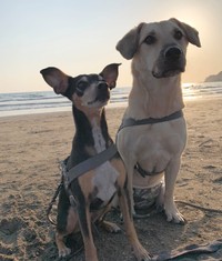 同居犬のブルーノくんと一緒にいろんな所へお出掛け