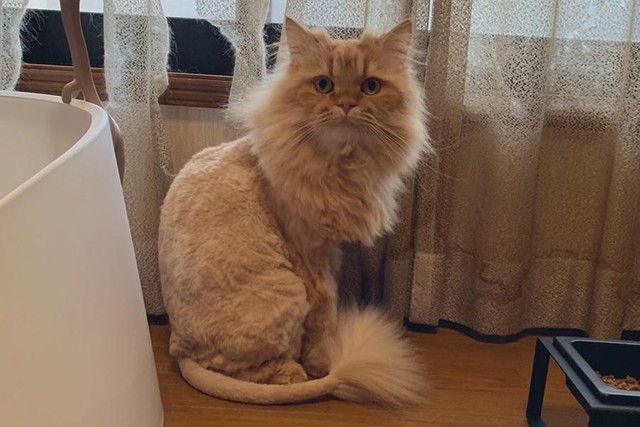 家のカーテンをビリビリにして誇らしげな半蔵くん