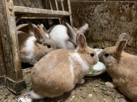 多頭飼育崩壊現場のウサギたち。健康なウサギほぼゼロ･･･雌ウサギはほとんど妊娠していた（もよままさん提供）