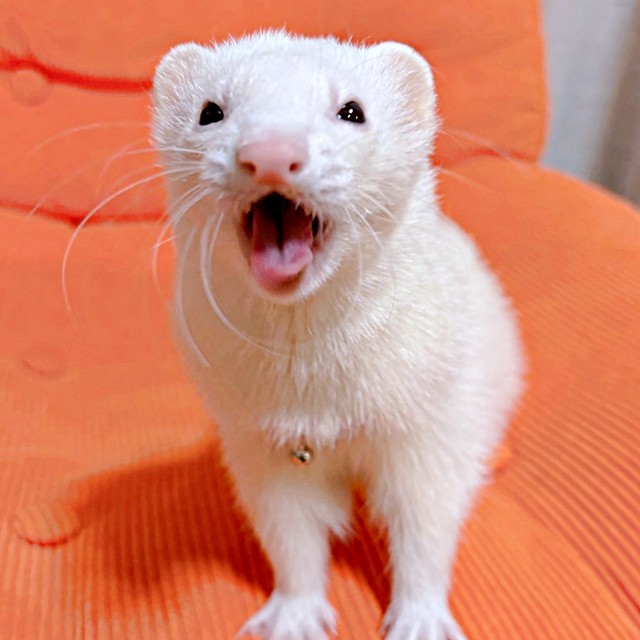 感情表現が豊かなウユちゃん。飼い主さんを誘導した先はーー（画像提供：ウユちゃんさん）