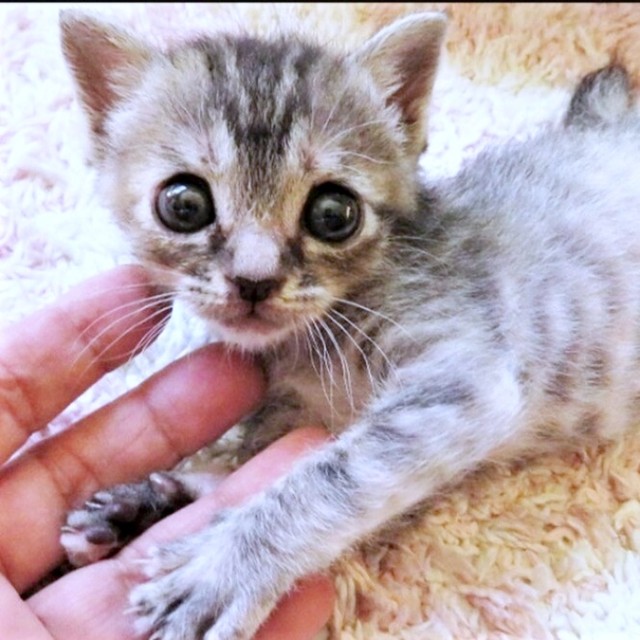 保護団体の里親募集時に掲載された会長の写真（画像提供：猫、飼い始めましたさん）