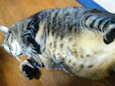 人の言葉がわかってるかも！？ ぽっこりおなかの「しま」