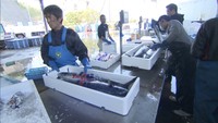 〈新型コロナ〉「地元の鮮魚をドライブスルーで格安販売」　水産会社が苦境打破へ新企画　香川・多度津町