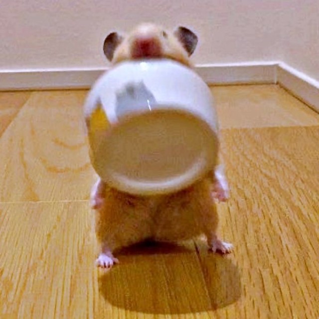 「えい！」  お皿を持ち上げたムギちゃん（画像提供：うまハムさん）