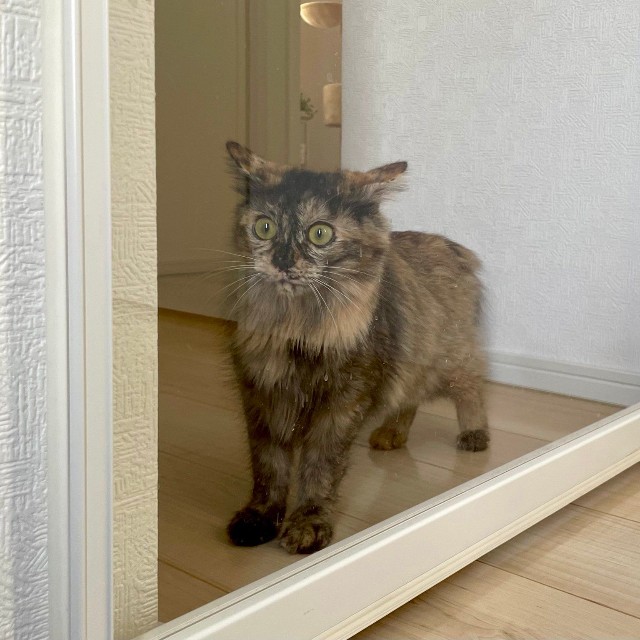 窓の外にも世界があることを知り驚きを隠せないねぎちゃん（提供：おたまさん）