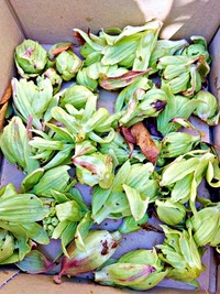 ご近所さんにおすそわけした「ふきのとう」（画像提供：肉まん。さん）