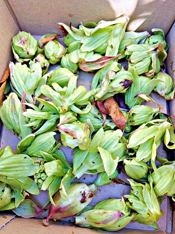 ご近所さんにおすそわけした「ふきのとう」（画像提供：肉まん。さん）