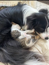 すっかり安心しきっておやすみタイム（提供：ボーダーコリーしずくさん）