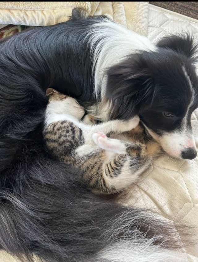 すっかり安心しきっておやすみタイム（提供：ボーダーコリーしずくさん）