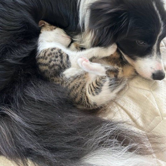 すっかり安心しきっておやすみタイム（提供：ボーダーコリーしずくさん）