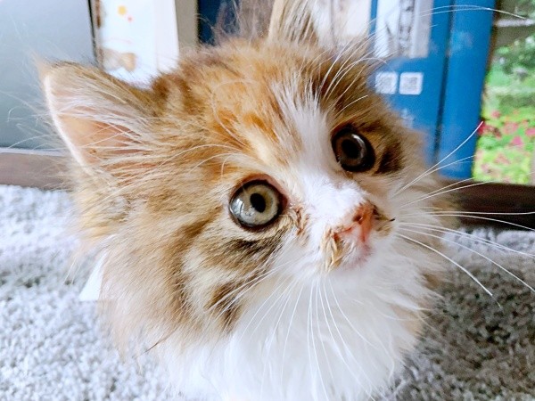 保護から10日、少しずつ回復し目がぱっちりと開いたニコちゃん（画像提供：保護ねこ ニコちゃん）